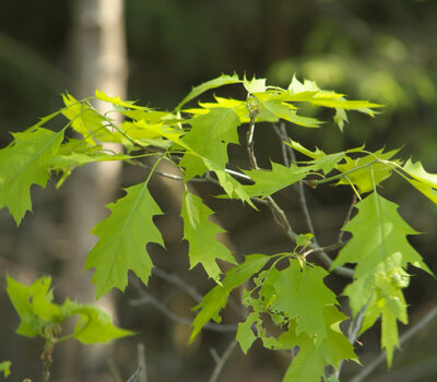 Baum des Jahres 2025, Roteiche (Foto: Landesforsten RLP/Gellert&Partner)