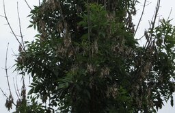 Eschentriebsterben. (Foto: LWF)